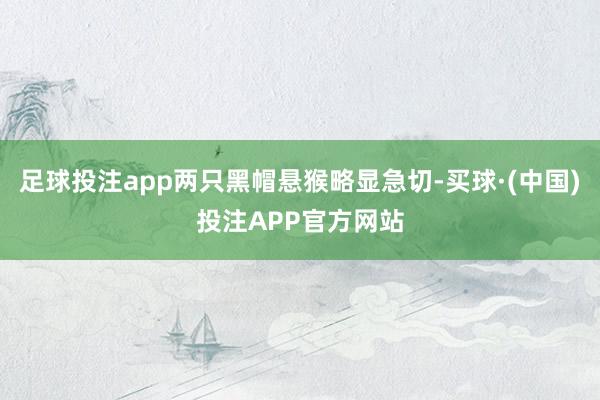 足球投注app两只黑帽悬猴略显急切-买球·(中国)投注APP官方网站