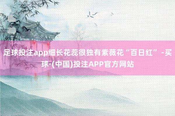 足球投注app细长花蕊很独有紫薇花“百日红” -买球·(中国)投注APP官方网站