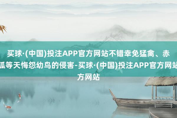 买球·(中国)投注APP官方网站不错幸免猛禽、赤狐等天悔怨幼鸟的侵害-买球·(中国)投注APP官方网站